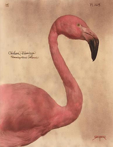 Chilean Flamingo
2010
toned cyanotype with hand coloring