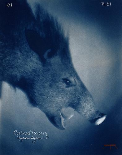 Collared Peccary 
2007
toned cyanotype with hand coloring