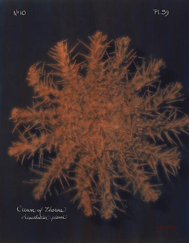 Crown of Thorns 
2005
toned cyanotype with hand coloring