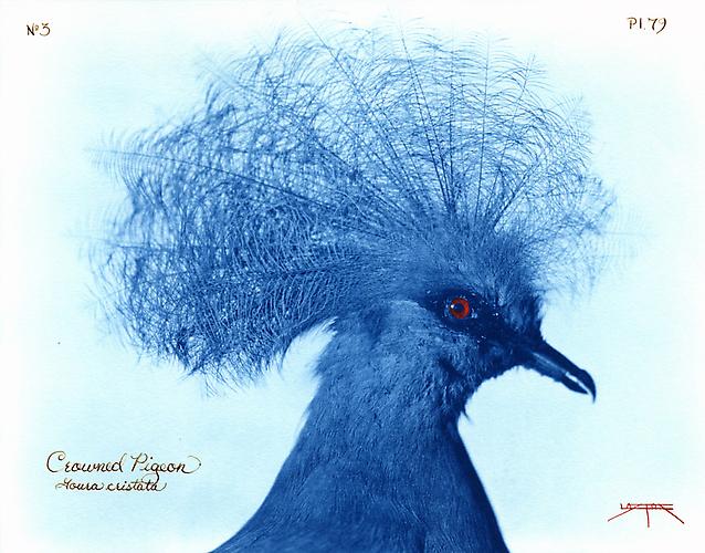 Crowned Pegeon
2007
toned cyanotype with hand coloring