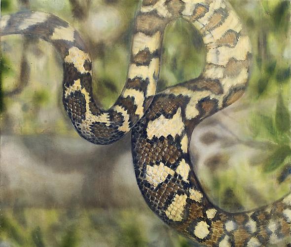Elizabeth Thompson
Python, 2010
Oil on linen
28 x 22 in / 71 x 56 cm