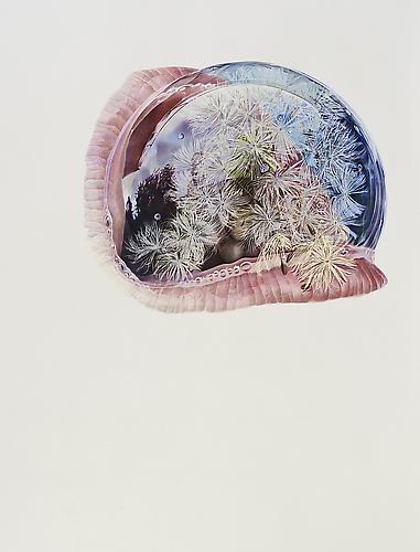 Dandelion, 2012
Colored pencil on paper
60 x 45 inches
