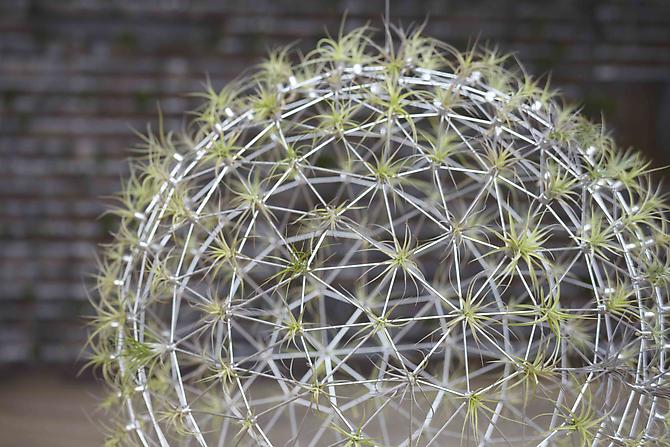 Dandelions (detail)
Stainless steel and air plants
240 x 240 in / 610 x 610 cm