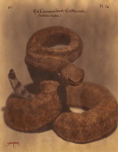 Diamondback Rattlesnake 
2010
toned cyanotype with hand coloring