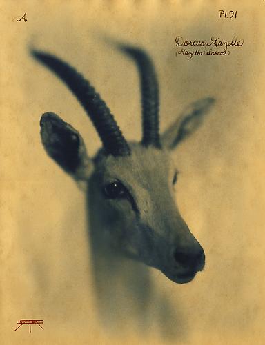 Dorcas Gazelle
2010
toned cyanotype with hand coloring