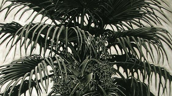 ROBERT DUNAHAY - 29 PALMS