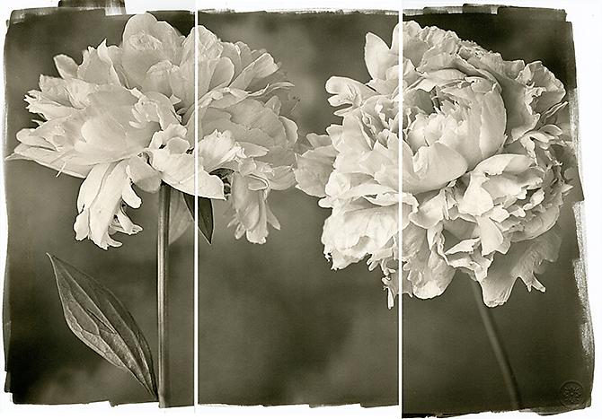 Engagement Peonies
2011
Platinum Palladium
