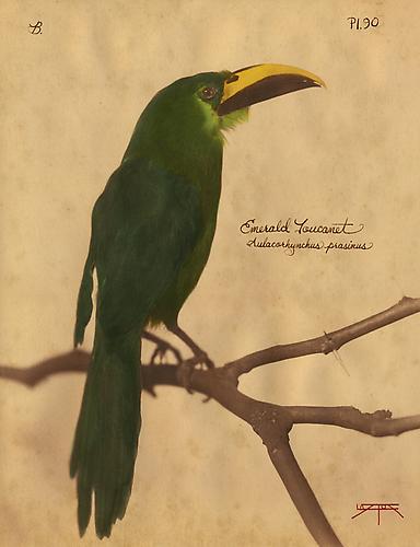 Emerald Toucanet
2010
toned cyanotype with hand coloring