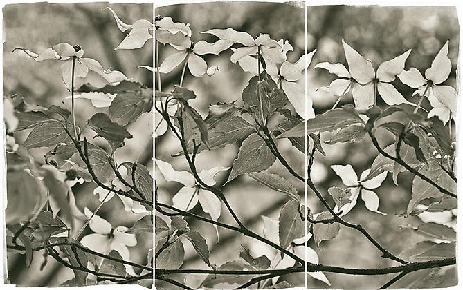 Floating Dogwood
2011
Platinum Palladium