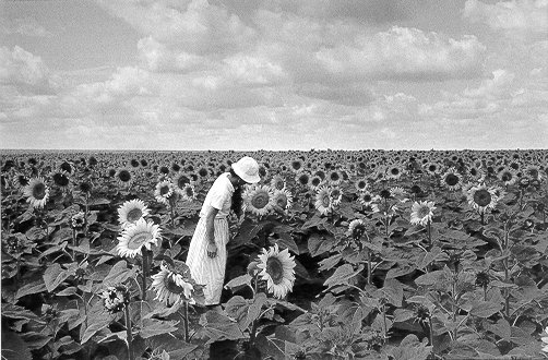 Tournesols, France
1987
Gelatin silver print