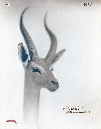 Gerenuk 
2003
toned cyanotype with hand coloring
