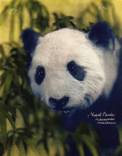 Giant Panda 
2005
toned cyanotype with hand coloring