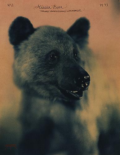 Glacier Bear
2012
toned cyanotype with hand coloring