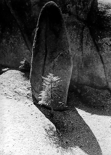 Granite, Hemlock Tree, Yosemite
1950
gelatin silver print