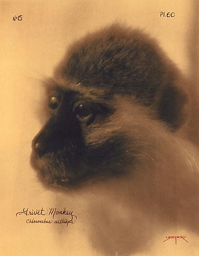 Grivet Monkey 
2003
toned cyanotype with hand coloring