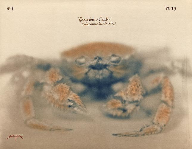 Horsehair Crab
2005
toned cyanotype with hand coloring