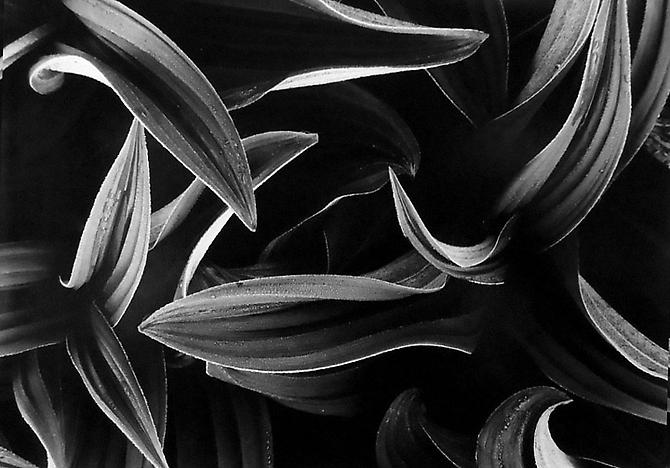 Corn Lily, North Cascades, WA
1959
gelatin silver print