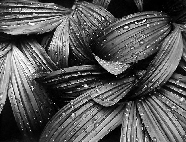 Corn Lilies, Glacier Peak Wilderness, WA
1956
gelatin silver print