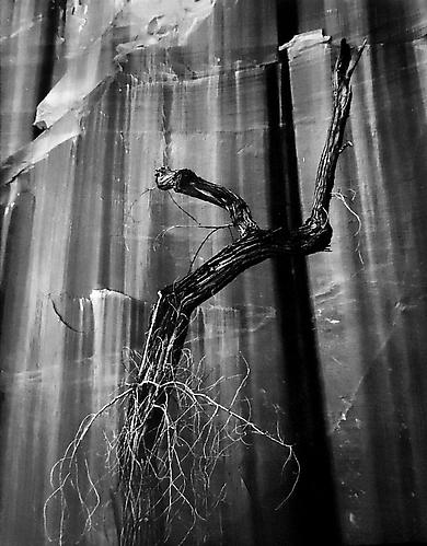 Dead Cottonwood Against Wall of Willow Canyon
1964
gelatin silver print
