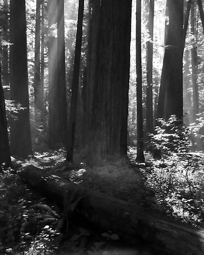 Down Log, Sun Thru Bull Creek Redwoods
1952
gelatin silver print