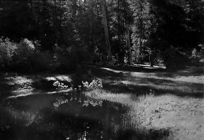 Forest at Benson Lake, Yosemite National Park
1950
gelatin silver print