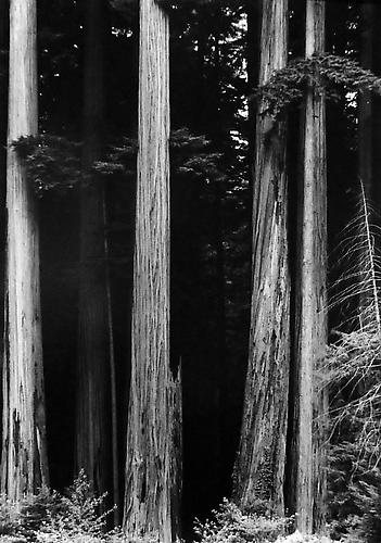 Forest Edge, Bull Creek Flat
1962
gelatin silver print
