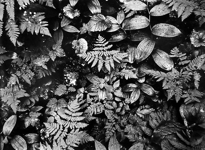 Forest floor, Glacier Peak Wilderness
1956
gelatin silver print