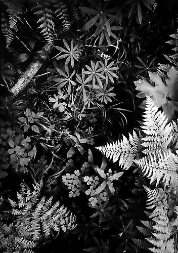 Forest Floor, Northern Yosemite
1950
gelatin silver print