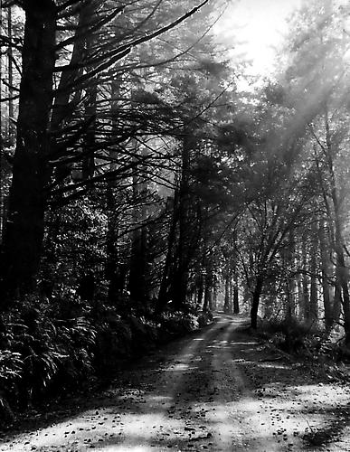 Inverness Ridge, Pt. Reyes N.S. 
1952
gelatin silver print