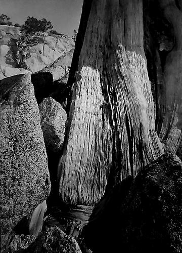 Junipers on Seavey Pass, Yosemite National Park
1950
gelatin silver print