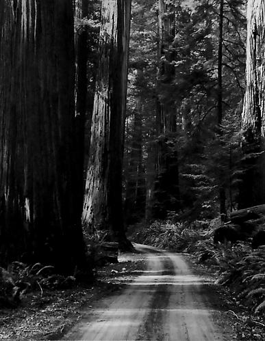 Mill Creek Road, Redwoods
1962
gelatin silver print