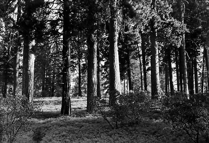 Ponderosa Pine Forest Near Crane Flat, Yosemite
1949
gelatin silver print