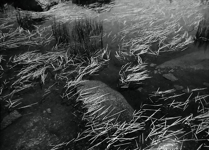 Grass On Pond, Tuolumne Meadows, Yosemite National Park, California
1949
gelatin silver print