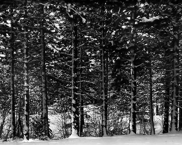 Ponderosa Forest at Lake Almanor Near Westwood, California
1949
gelatin silver print
