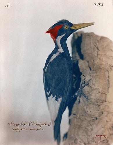 Ivory-Billed Woodpecker 
2007
toned cyanotype with hand coloring