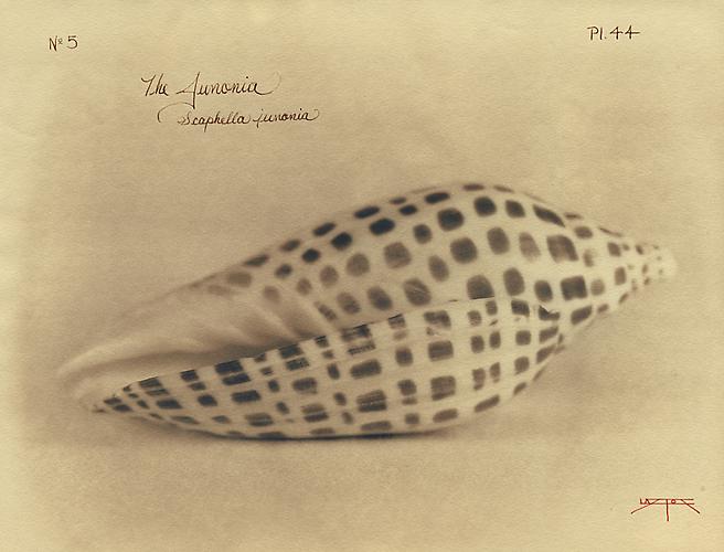 Junonia
2005
toned cyanotype with hand coloring