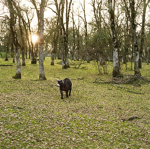 Goat, 2011
pigment print