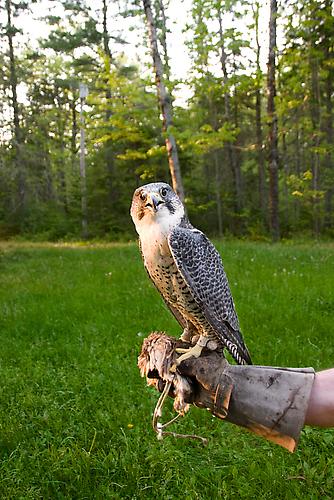 Gyrfalcon, 2011
pigment print