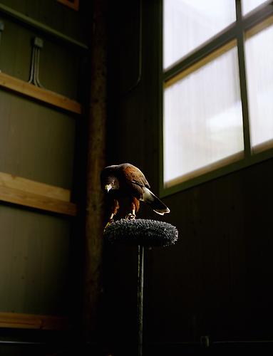 Hawk, 2011
pigment print