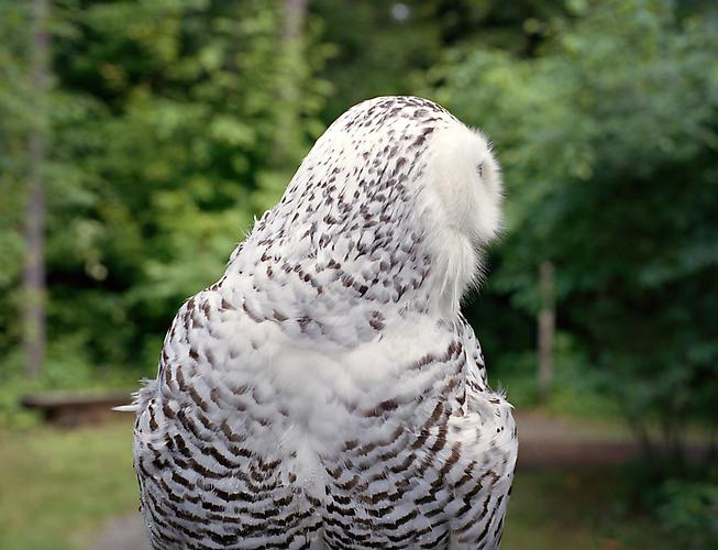 Snowy Owl, 2011
pigment print