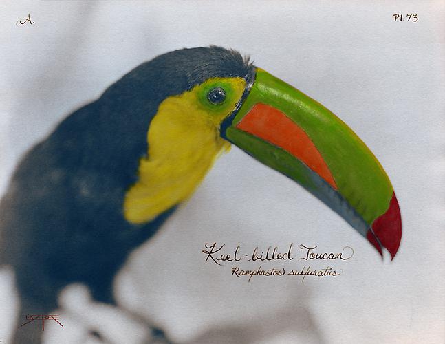 Keel-Billed Toucan
2007
toned cyanotype with hand coloring
