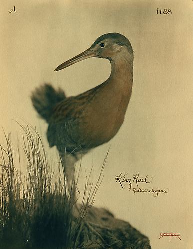 King Rail
2008
toned cyanotype with hand coloring