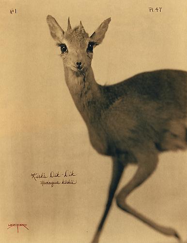 Kirk's Dik-Dik
2005
toned cyanotype with hand coloring