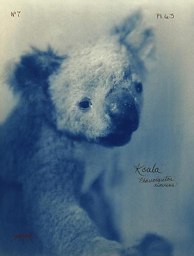 Koala
2005
toned cyanotype with hand coloring