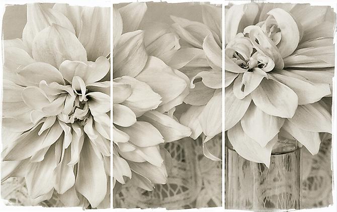 Lace Dahlias I
2011
Platinum Palladium