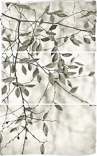 Late Leaves I
2011
Platinum Palladium