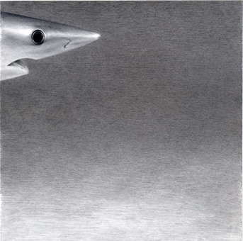  Blue Shark , 2005, pencil on Yupo, 8 x 8 inches