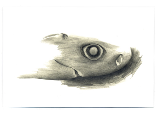  Cookiecutter Shark , 2005, pencil on Yupo, 4 x 6 inches