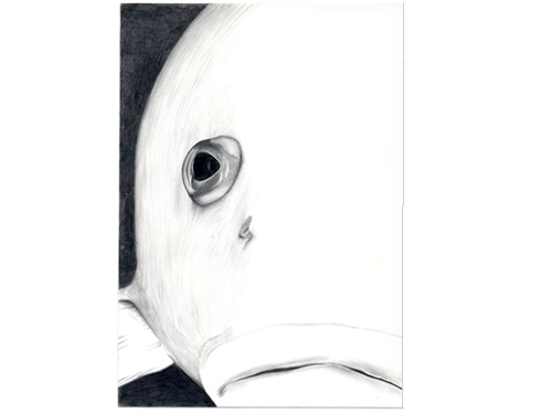  Grouper , 2005, pencil on Yupo, 7 x 5 inches