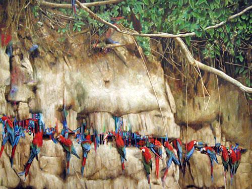  Macaws , 2006, oil on linen, 50 x 70 inches